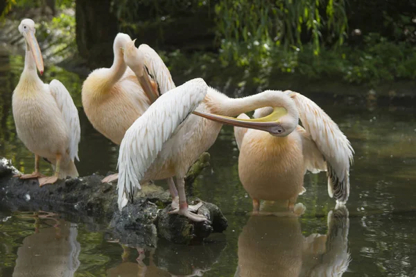 white pelicans brushing on branch in water
