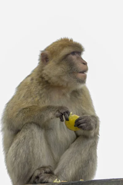 Retrato Macaco Barbudo Comiendo Naranja — Foto de Stock
