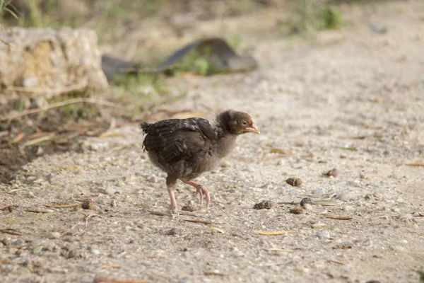 Pollo Pollito Caminando Suelo Buscando Comida — Foto de Stock