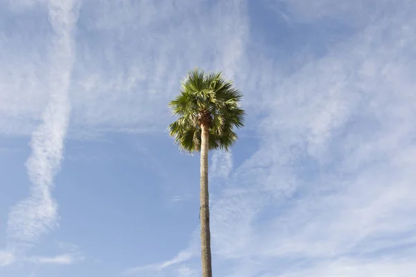 Vista Ángulo Bajo Palmera Contra Cielo Azul — Foto de Stock