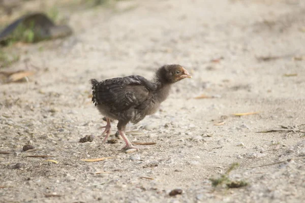 Κοτόπουλο Γκόμενα Περπάτημα Στο Έδαφος Και Την Αναζήτηση Τροφής — Φωτογραφία Αρχείου