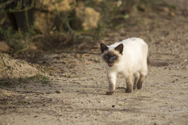 Pequeno Gato Siamês Com Olhos Azuis Andando Chão — Fotografia de Stock