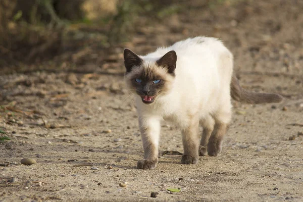 Malá Siamská Kočka Modrýma Očima Chůze Zem — Stock fotografie