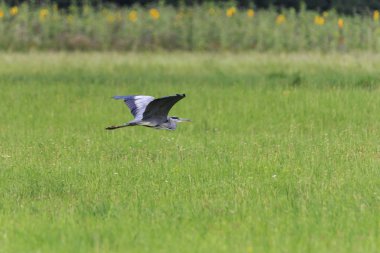 Gri balıkçıl yeşil çayır üzerinde uçan görünümünü