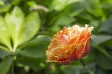 Cornus kirazının sarı çiçekleri Yumuşak bir bokeh bac 'ın önünde