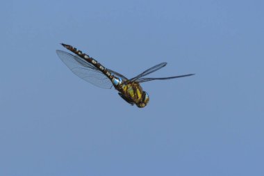 Yusufçuk mavi gökyüzü karşı yakın çekim