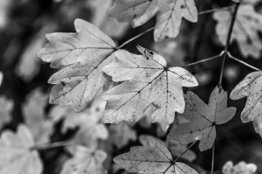 Sonbahar akçaağaç yaprakları, seçici odak Close-up