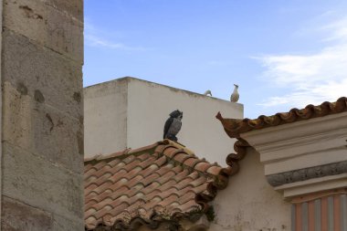 çatılarda kuşlar, seçici odak