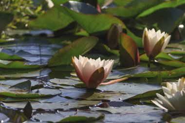 Nilüferler nehir yapraklarla görünümünü