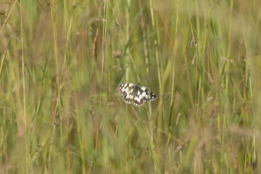 Kelebek çim kök üzerinde oturan yakın çekim