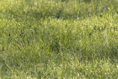 Yeşil çimenlerin üzerinde çayır, yakın çekim
