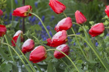 Kar ile kırmızı lale, yakın çekim