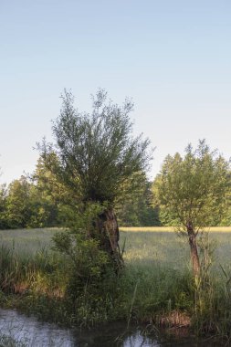 Willows alan akışında tarafından görünümünü