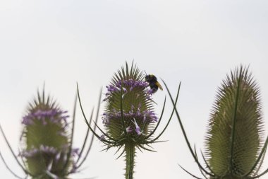 arı, yumuşak odak arka plan ile yeşil dipsacus Close-up