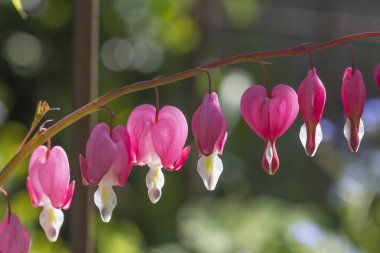 Bicolor kalp çiçekleri, seçici odak