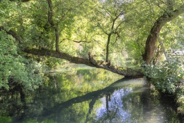 yaz gölde yakınındaki ağaçlarının doğal görünümü