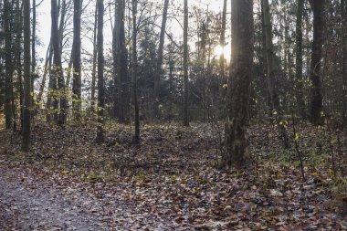 Sonbahar ormandaki boş yolu göster