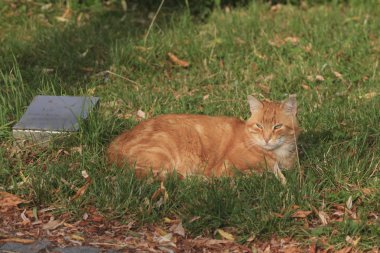 Zencefil kedi çayır üzerinde yalan portresi