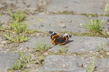 kelebeğin yakın çekim, seçici odak