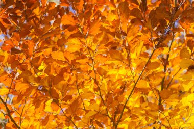 Sonbahar yaprakları turuncu yakın çekim 