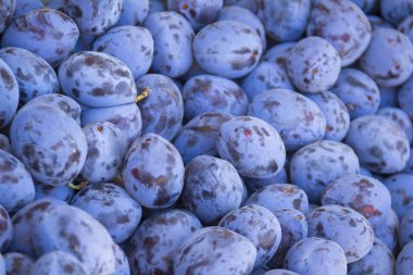 Mavi Erik hasat yakın çekim