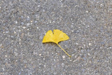 Asfalt üzerinde sarı ginkgo yaprağı ile su damla 