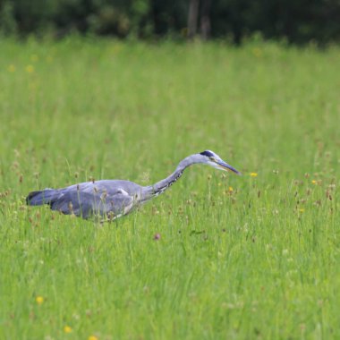 Gri balıkçıl yeşil çayır üzerinde yürüme görünümünü