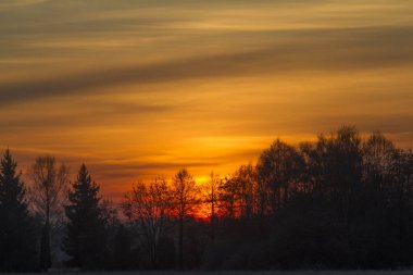 gün batımında karlı ağaçlarının doğal görünümü
