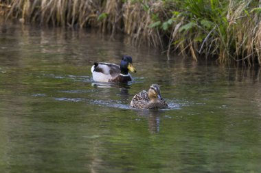 İki ördek suda yüzen yakın çekim