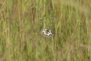 Kelebek çim kök üzerinde oturan yakın çekim