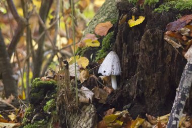 yakın çekim orman mantar sonbahar yaprakları 