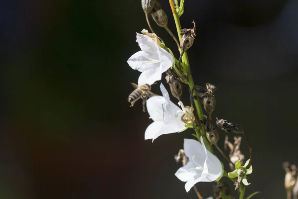 Biene Fliegt Auf Weißen Glockenblumen Weicher Fokushintergrund — Stockfoto