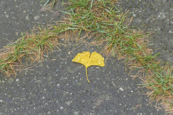 Close Yellow Ginkgo Leaf Ground — Stock Photo, Image