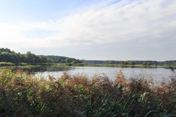 Orman Tauerwiesenteich bankaların üzerinde doğal görünümünü