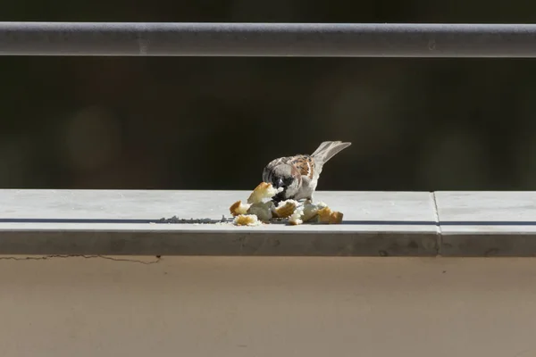 Gros Plan Moineau Tenant Pain — Photo