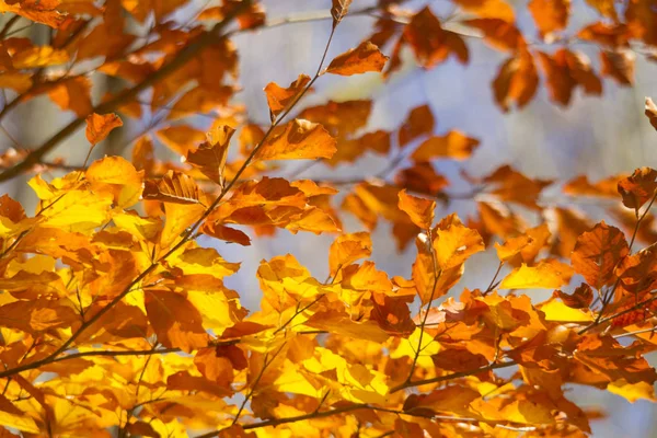 オレンジ色の秋の紅葉をクローズ アップ — ストック写真