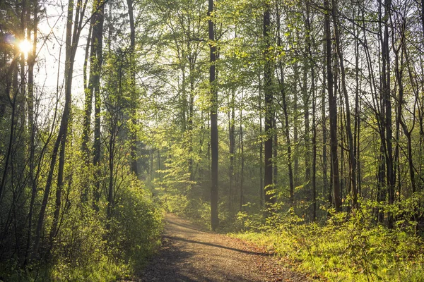 Vista Sobre Camino Forestal Vacío Luz Del Día —  Fotos de Stock