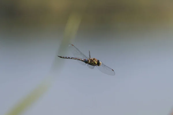 飞绿蜻蜓的选择性聚焦 — 图库照片