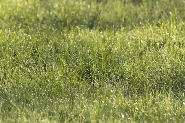 Primer Plano Hierba Verde Prado — Foto de Stock