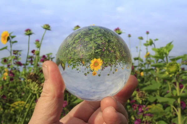 flower through glass ball, selective focus