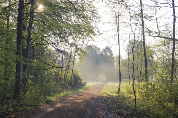 View on empty forest road at daylight