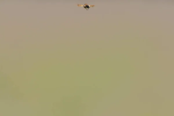 Dekat Dari Lebah Terbang — Stok Foto