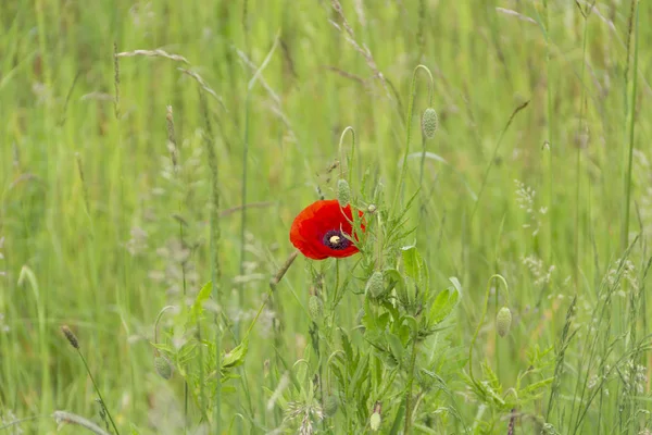 Gros Plan Fleur Pavot Sauvage Dans Herbe — Photo