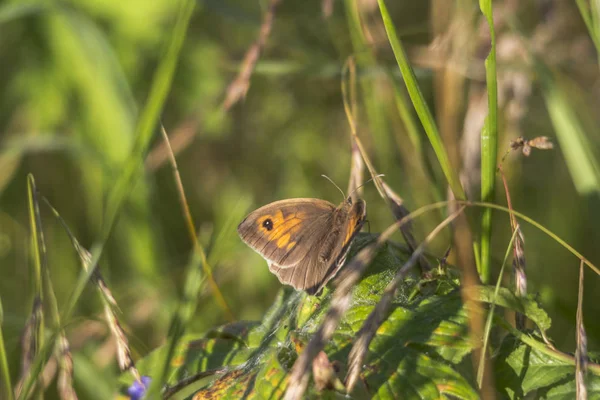 Close Borboleta Sentado Caule Grama — Fotografia de Stock