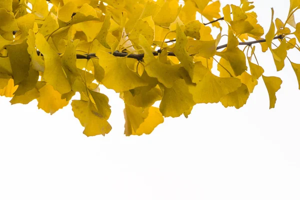 Primer Plano Hojas Ginkgo Amarillo Sobre Fondo Blanco — Foto de Stock