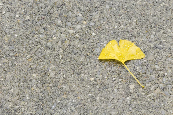 Yellow Ginkgo Leaf Water Drops Asphalt — Stock Photo, Image