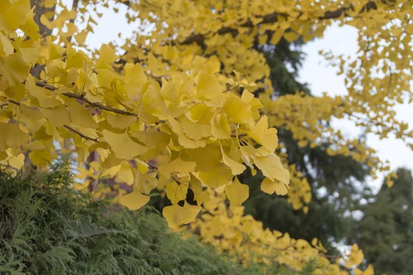 Close Yellow Ginkgo Leaves — Stock Photo, Image