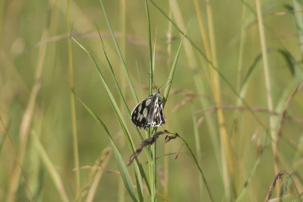 草の茎に座って蝶のクローズ アップ — ストック写真