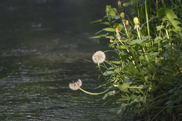 Dekat Dandelion Tumbuh Tepi Sungai — Stok Foto