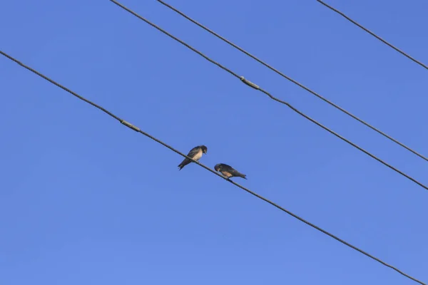 Pájaro Cables Eléctricos Contra Cielo Azul — Foto de Stock